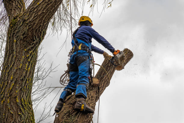 Best Fruit Tree Pruning  in USA